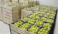ذخیره ۷۳۰ هزار تن سیب در سردخانه‌های آذربایجان‌ غربی
